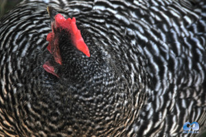 Vancouver Zoo DSC_1091