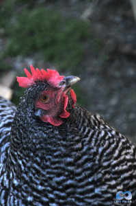 Vancouver Zoo DSC_1094