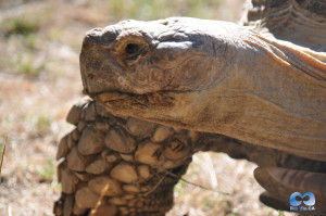 Vancouver Zoo DSC_1107