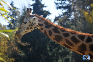 Vancouver Zoo DSC_1137