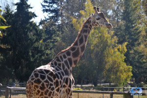 Vancouver Zoo DSC_1138