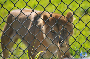 Vancouver Zoo DSC_1142