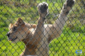 Vancouver Zoo DSC_1147