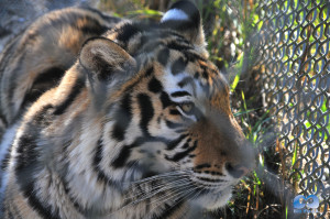 Vancouver Zoo DSC_1162