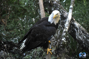 Vancouver Zoo DSC_1195