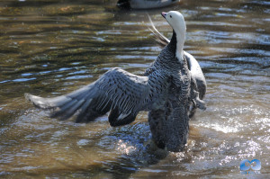 Vancouver Zoo DSC_1209