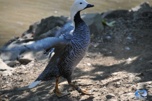 Vancouver Zoo DSC_1212