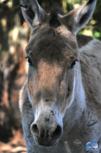 Vancouver Zoo DSC_1215