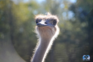 Vancouver Zoo DSC_1239