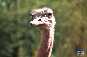 Vancouver Zoo DSC_1255