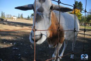 Vancouver Zoo DSC_1259